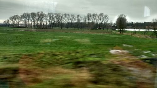 Trees on field against sky