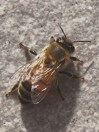 High angle view of bee