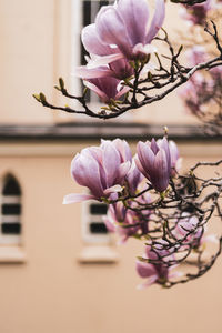 Close-up of pink flowers