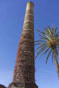 Low angle view of coconut palm tree against blue sky