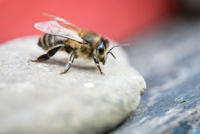 Close-up of insect on rock