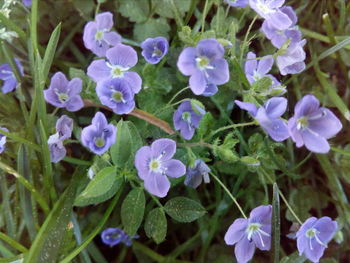 Close-up of purple flowering plants