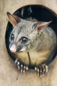 Close-up galago on wood