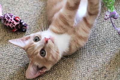 High angle view of cat relaxing at home