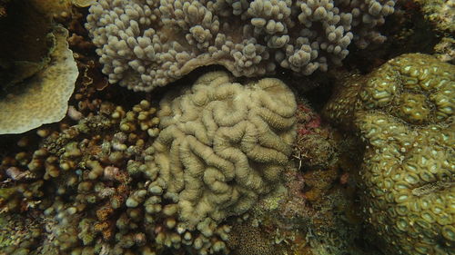 Close-up of coral in sea