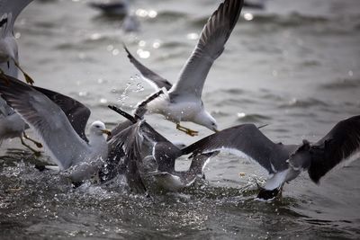 Birds flying over lake