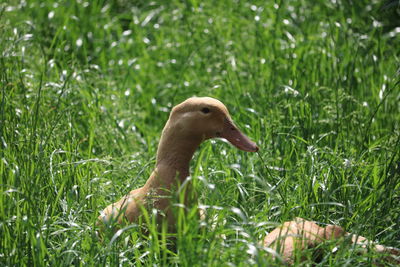 Duck on a field