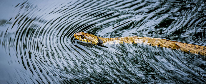 Duck swimming in lake