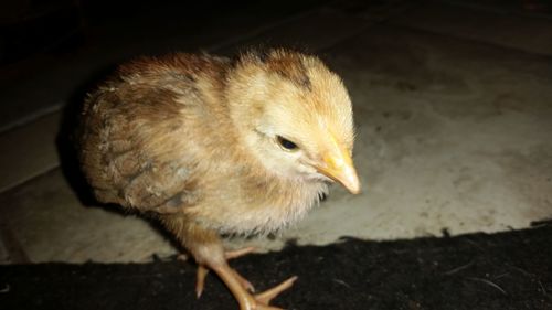 Close-up of a bird