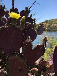 Plant growing in water