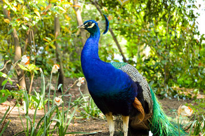 Close-up of peacock on rock