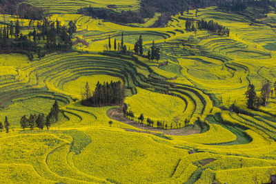 Scenic view of agricultural field