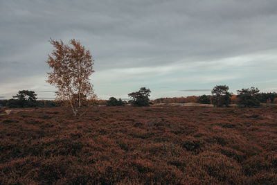 Trees on field against sky