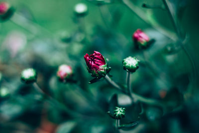 Close-up of flowers against blurred background