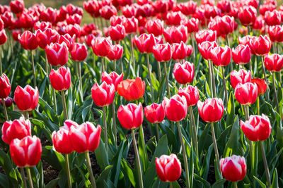 Close-up of red tulips blooming outdoors