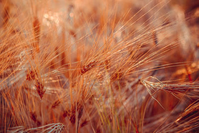 Close-up of stalks in field
