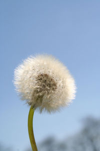 Close-up of dandelion flower