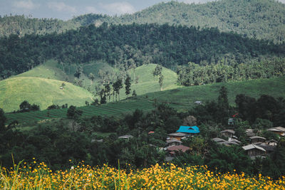 High angle view of agricultural field