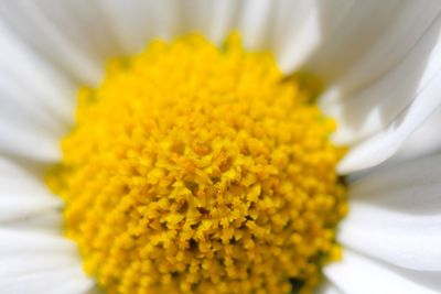 Macro shot of yellow flower