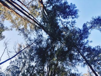 Low angle view of trees against sky