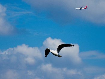 Low angle view of seagulls flying in sky