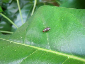 Close-up of insect on leaf