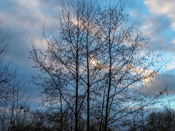 Low angle view of silhouette bare trees against sky
