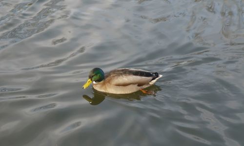 Reflection of trees in water