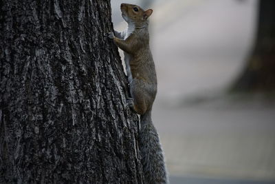 Close-up of squirel on tree trunk