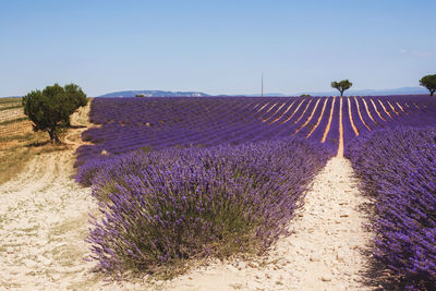 Fragrant lavender flowers at beautiful sunrise, valensole, provence, france, close up