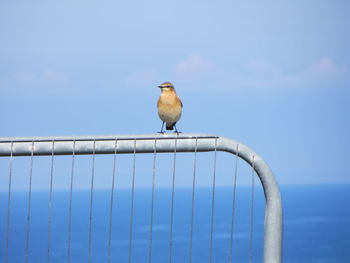 Low angle view of birds perched on blue sky