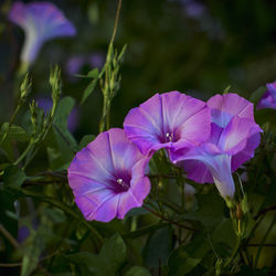 Close-up of purple flowering plants