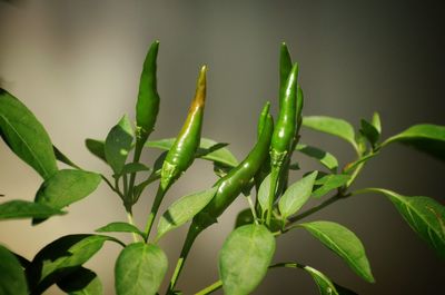 Close-up of wet plant