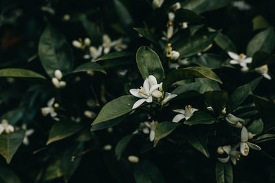 Close-up of white flowering plant