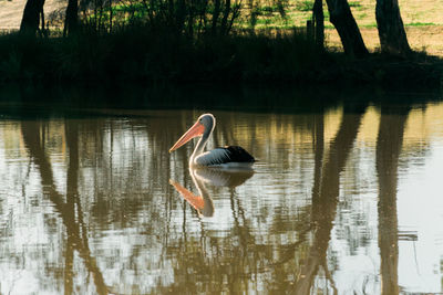 Bird swimming in lake