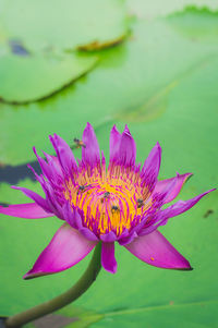 Close-up of pink lotus water lily