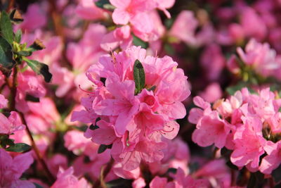 Close-up of pink cherry blossoms in spring