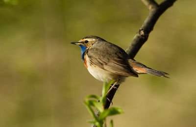 Close-up of bluethroat perching on branch