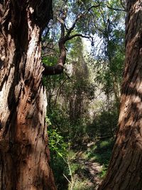 Close-up of tree trunk in forest
