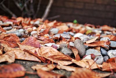 Close-up of leaves on ground