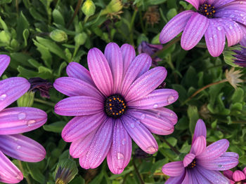 Close-up of flowers blooming outdoors