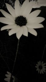 Close-up of daisy blooming outdoors