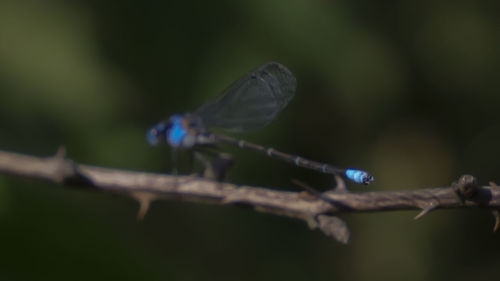 Close-up of insect