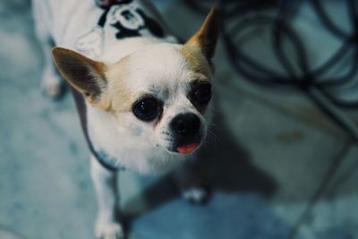 Close-up portrait of dog