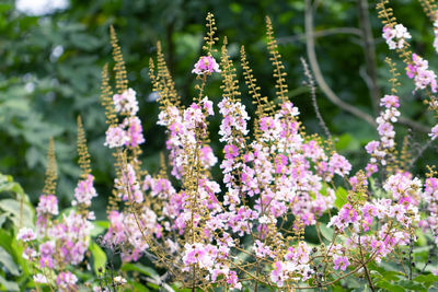 Close-up of pink flowering plants