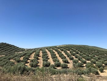 Scenic view of agricultural field against clear blue sky