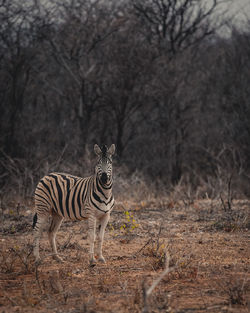 Zebra standing in a field