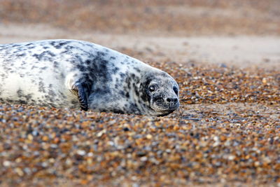 View of an animal lying on beach