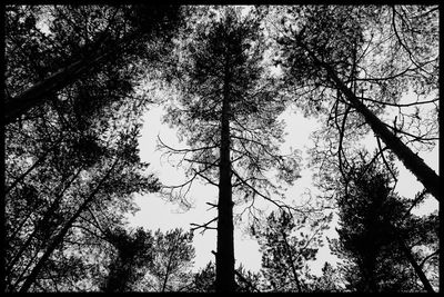 Low angle view of trees