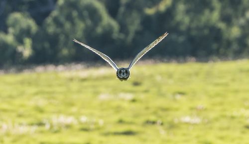 Bird flying over a field